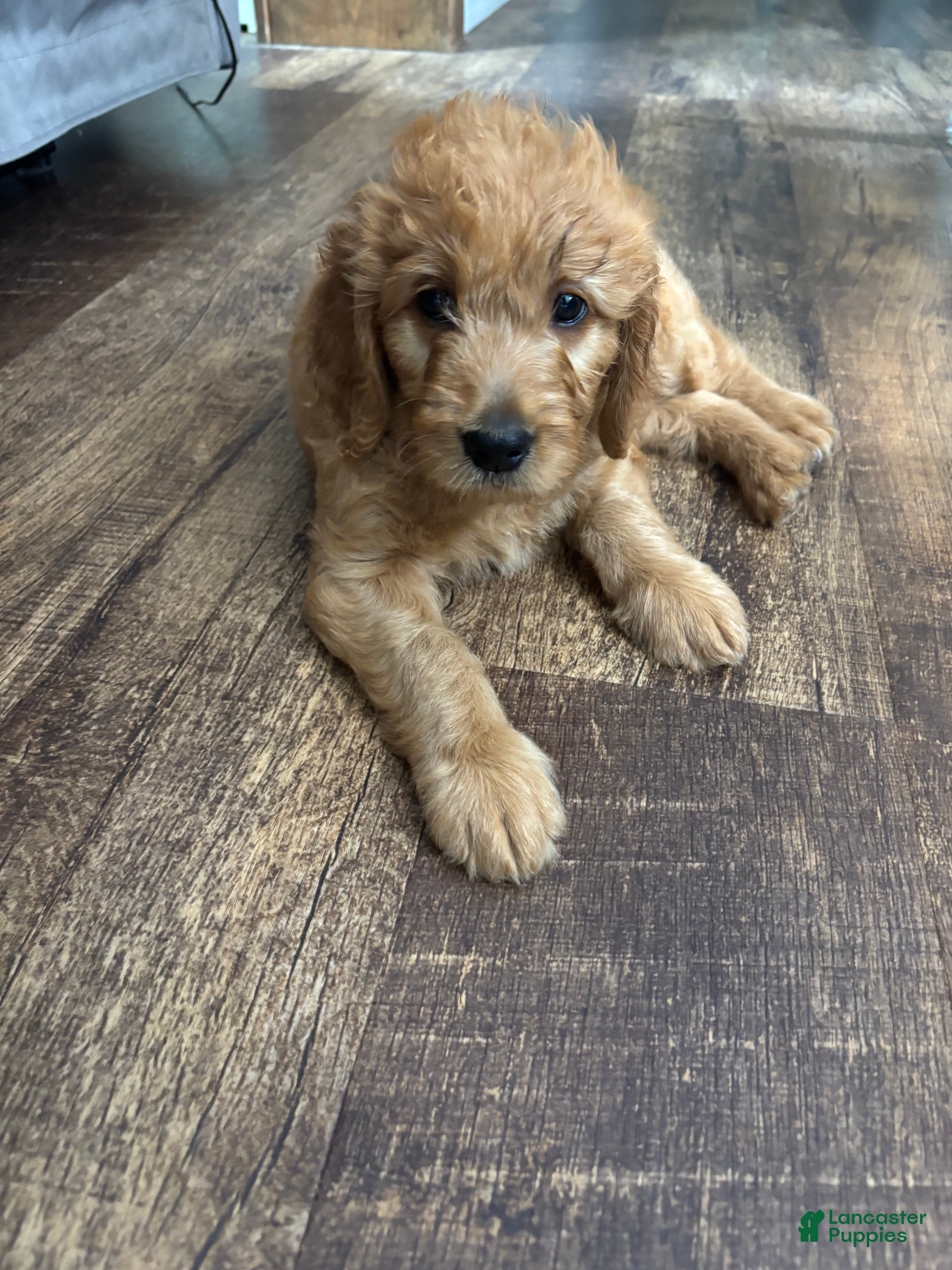 Goldendoodle dogs Moana - Ad 1