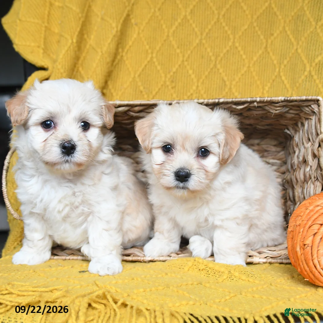 Havanese dogs for sale: Seraphina - Ad 3