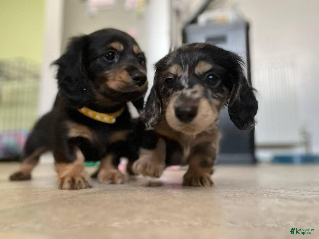 Miniature Dachshund dogs for sale: Miniature Dachshund Puppy 1 - Ad 3
