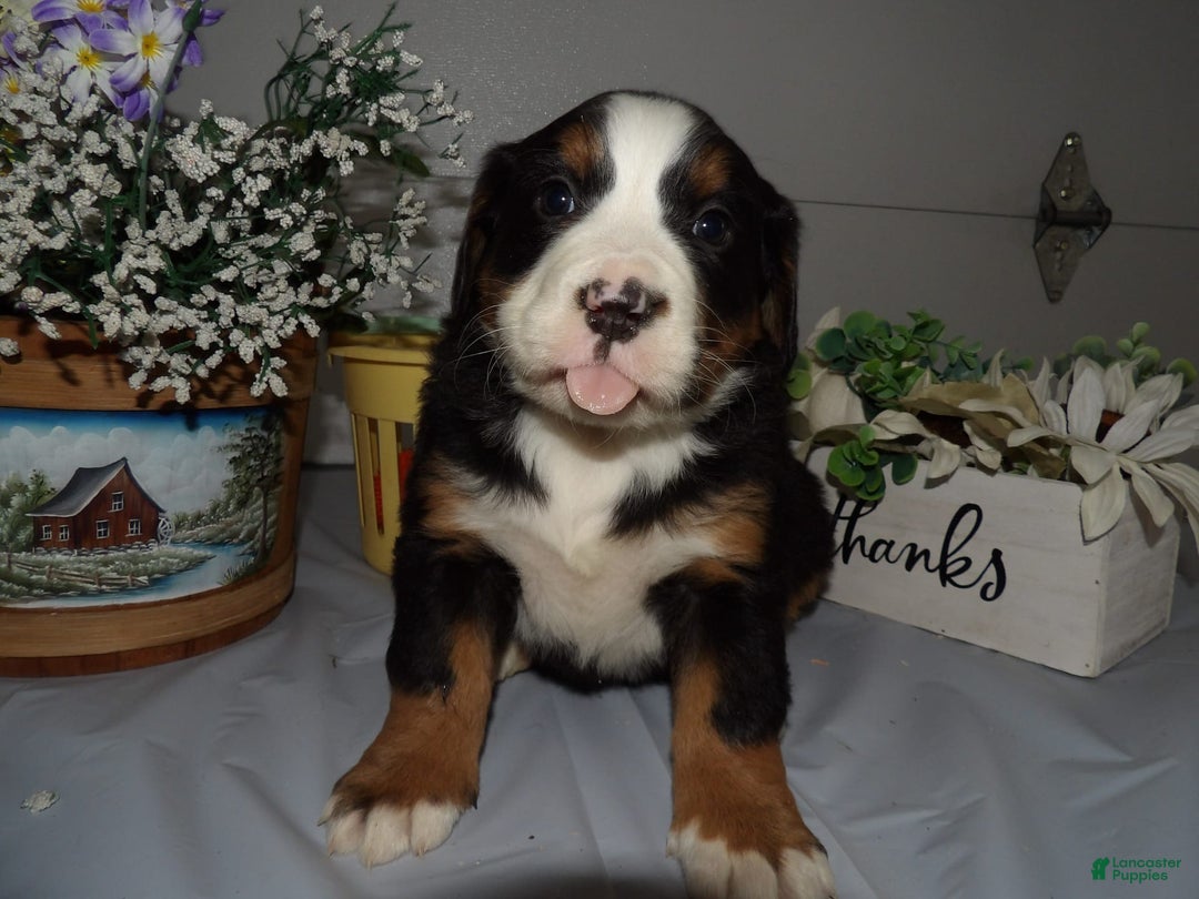 Gallery Image {{count}}