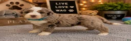 Mixed Breed dogs for sale: Male 4 - Ad 4