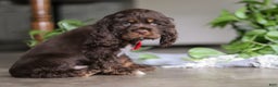 Cocker Spaniel dogs for sale: Luca - Ad 7