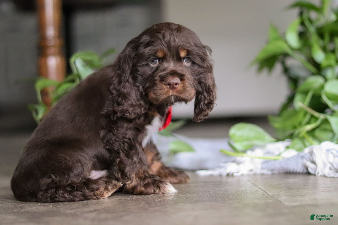 Cocker Spaniel dogs for sale: Luca - Ad 7