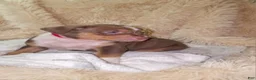 American Bully dogs for sale: RED - Ad 6
