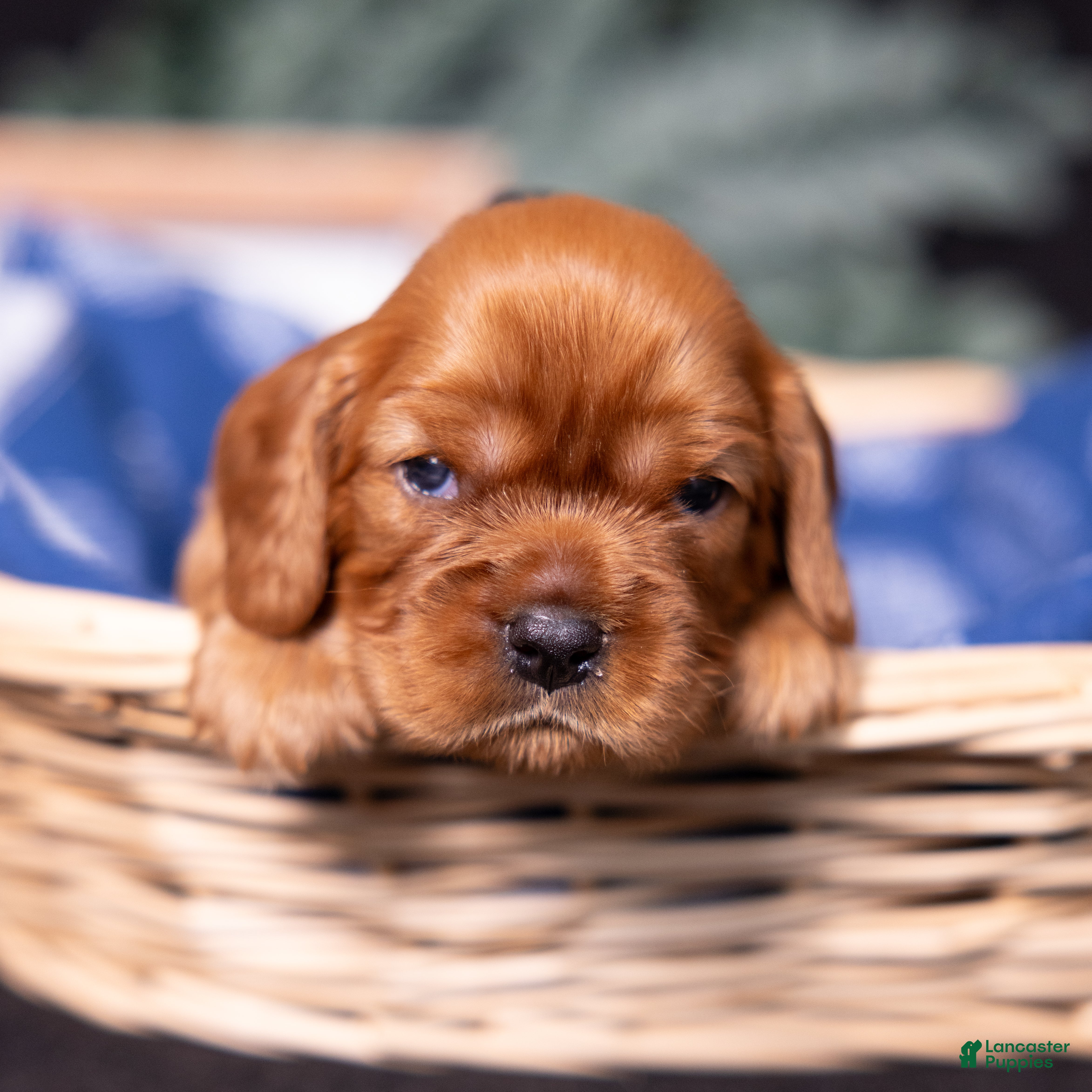Cavalier King Charles Spaniel dogs Einstein - Ad 2