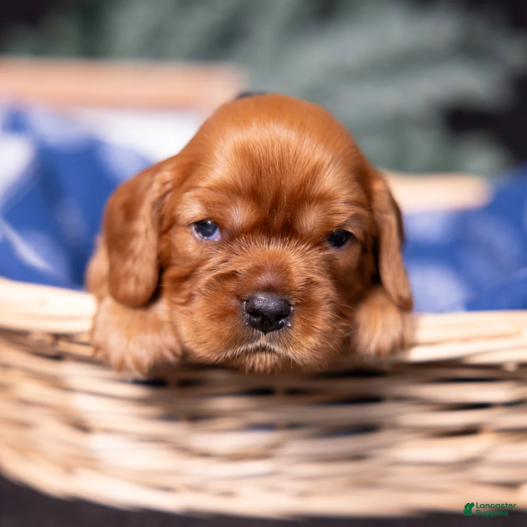 Cavalier King Charles Spaniel dogs for sale: Einstein - Ad 2