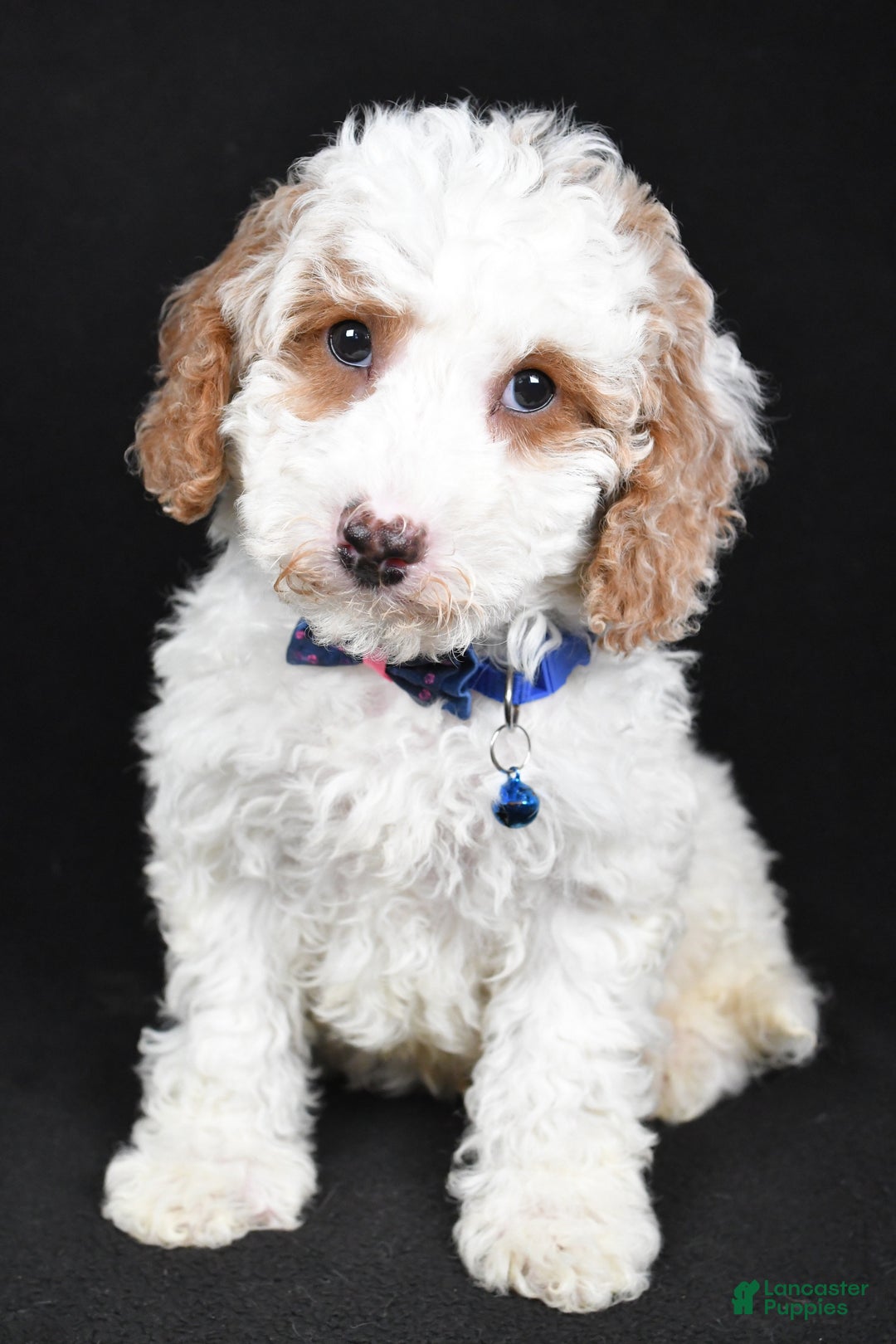 Cavapoo dogs for sale: Smokey - Ad 5