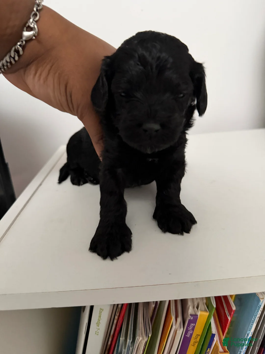Mixed Breed dogs for sale: Godiva  - Ad 1