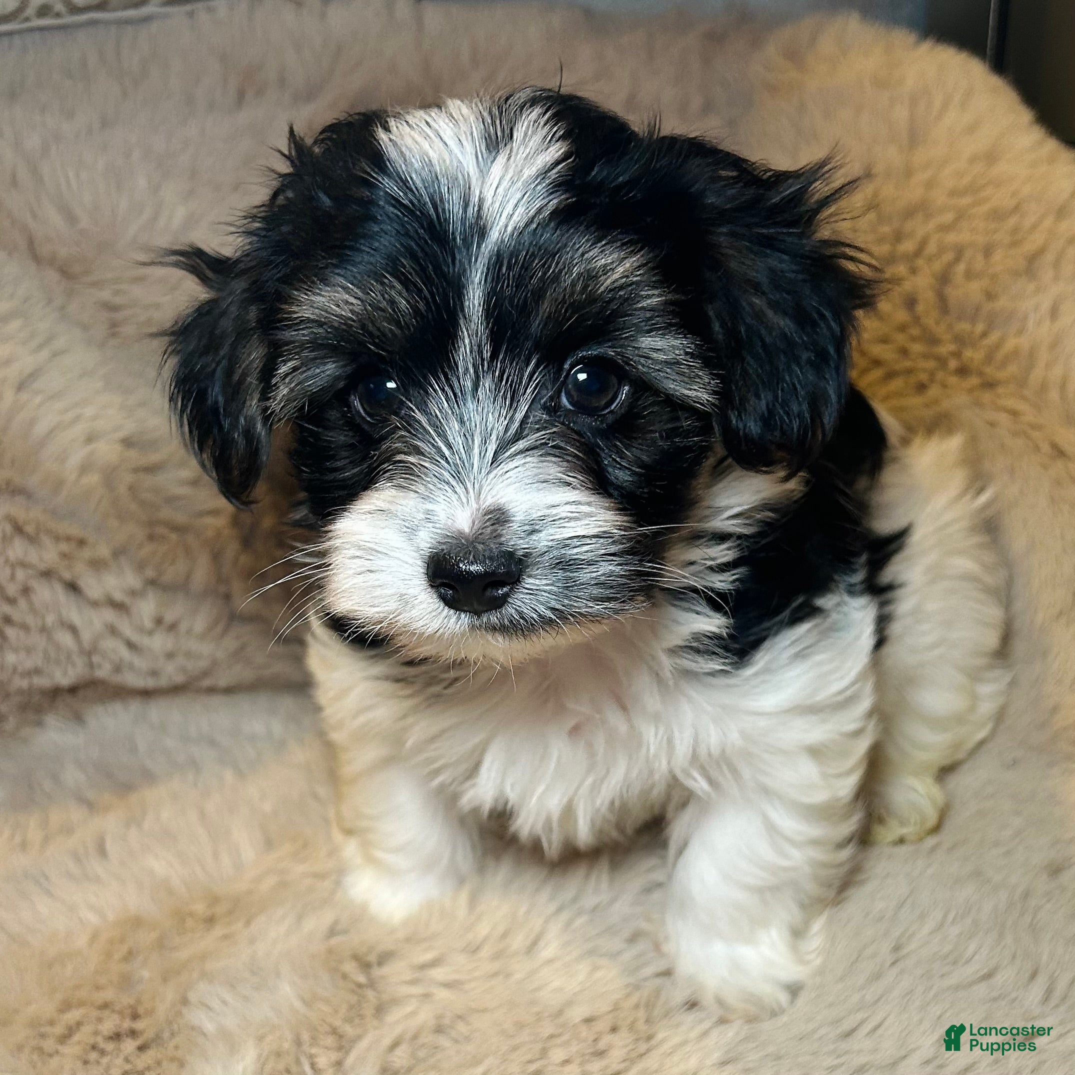 Mixed Breed dogs Dylan  - Ad 1