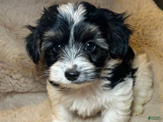 Mixed Breed dogs Dylan - Ad 1