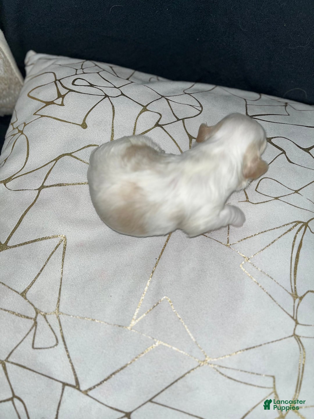 Shih Tzu dogs for sale: Oakley - Ad 2