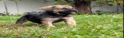 Cane Corso dogs for sale: Freya - Ad 7