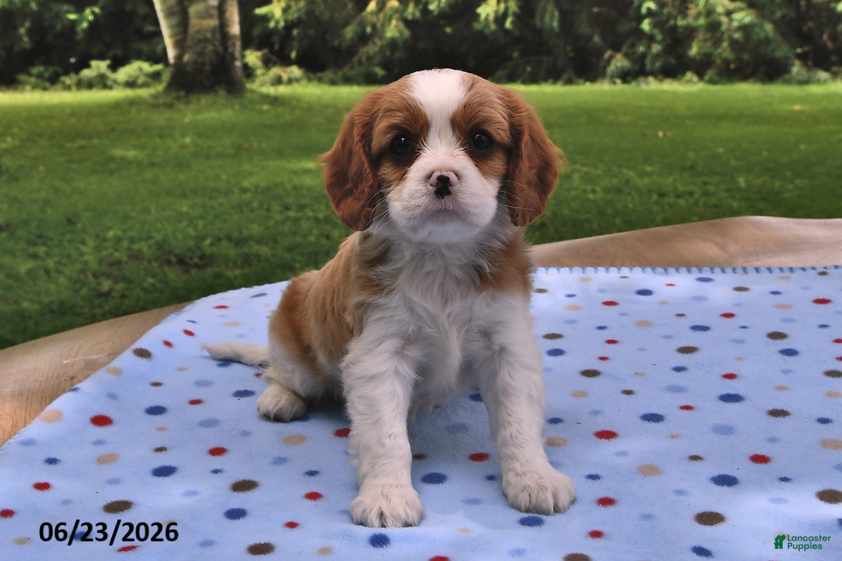 Cavalier King Charles Spaniel dogs Honey - Ad 1