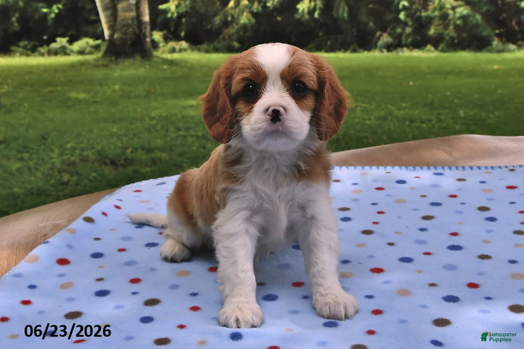 Cavalier King Charles Spaniel dogs for sale: Honey - Ad 1