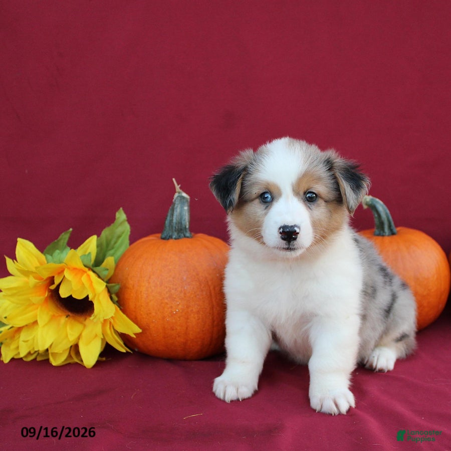 Mixed Breed dogs Ace - Ad 2