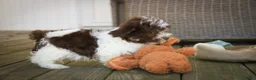 Havanese dogs for sale: Sherlock Havanese  - Ad 2