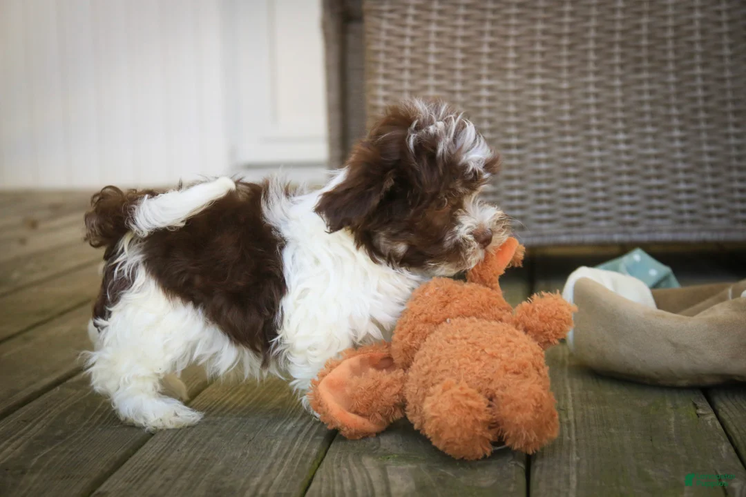 Havanese dogs for sale: Sherlock Havanese  - Ad 2
