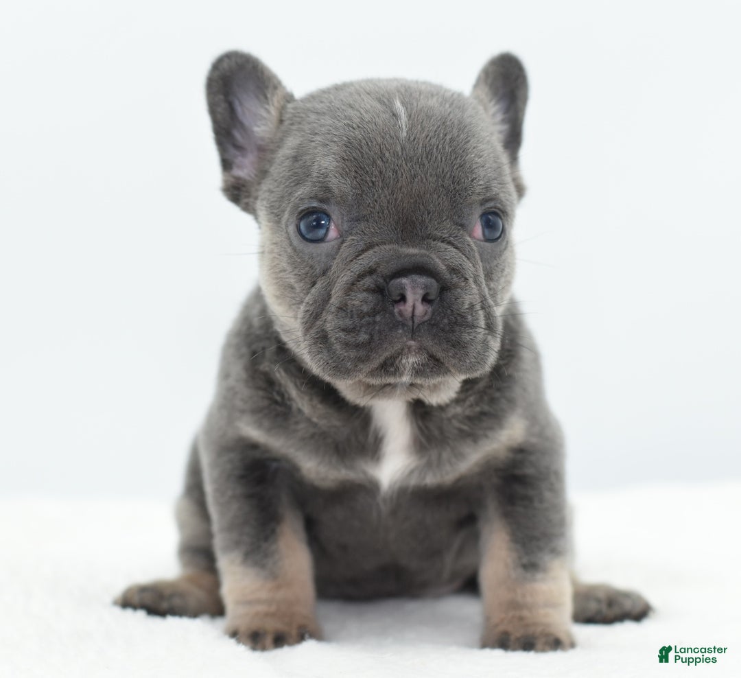 Mixed Breed dogs for sale: Queen lilac tricolor  - Ad 39