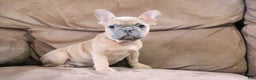 French Bulldog dogs for sale: Sugarplum - Ad 3