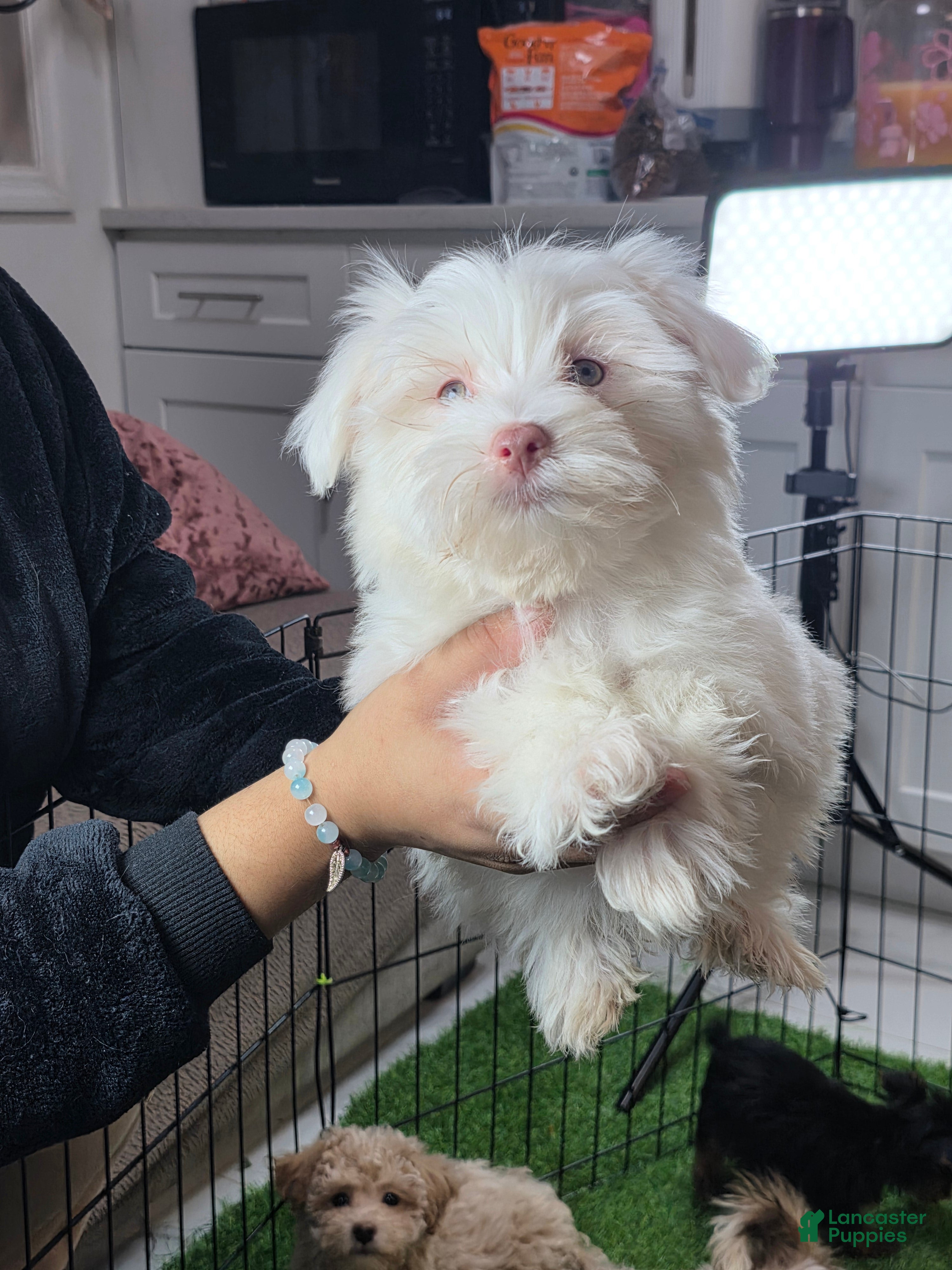 Maltese dogs ricky - Ad 9