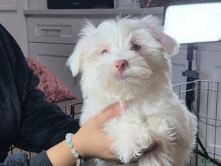 Maltese dogs ricky - Ad 9
