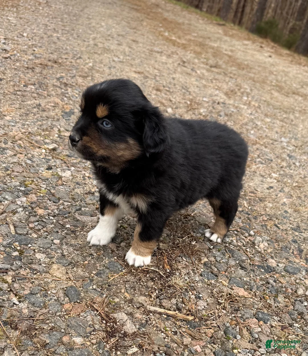 Australian Shepherd dogs for sale: Sugar - Ad 3