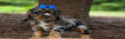 Cocker Spaniel dogs for sale: Dakota 🐶💙 - Ad 10