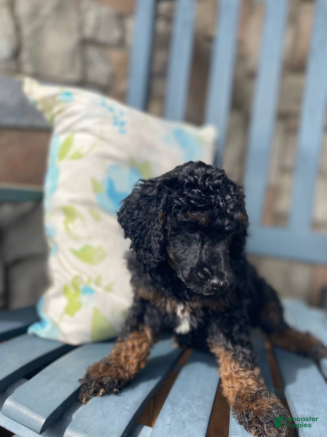 Standard Poodle dogs for sale: Standard Poodle Puppy 1 - Ad 1