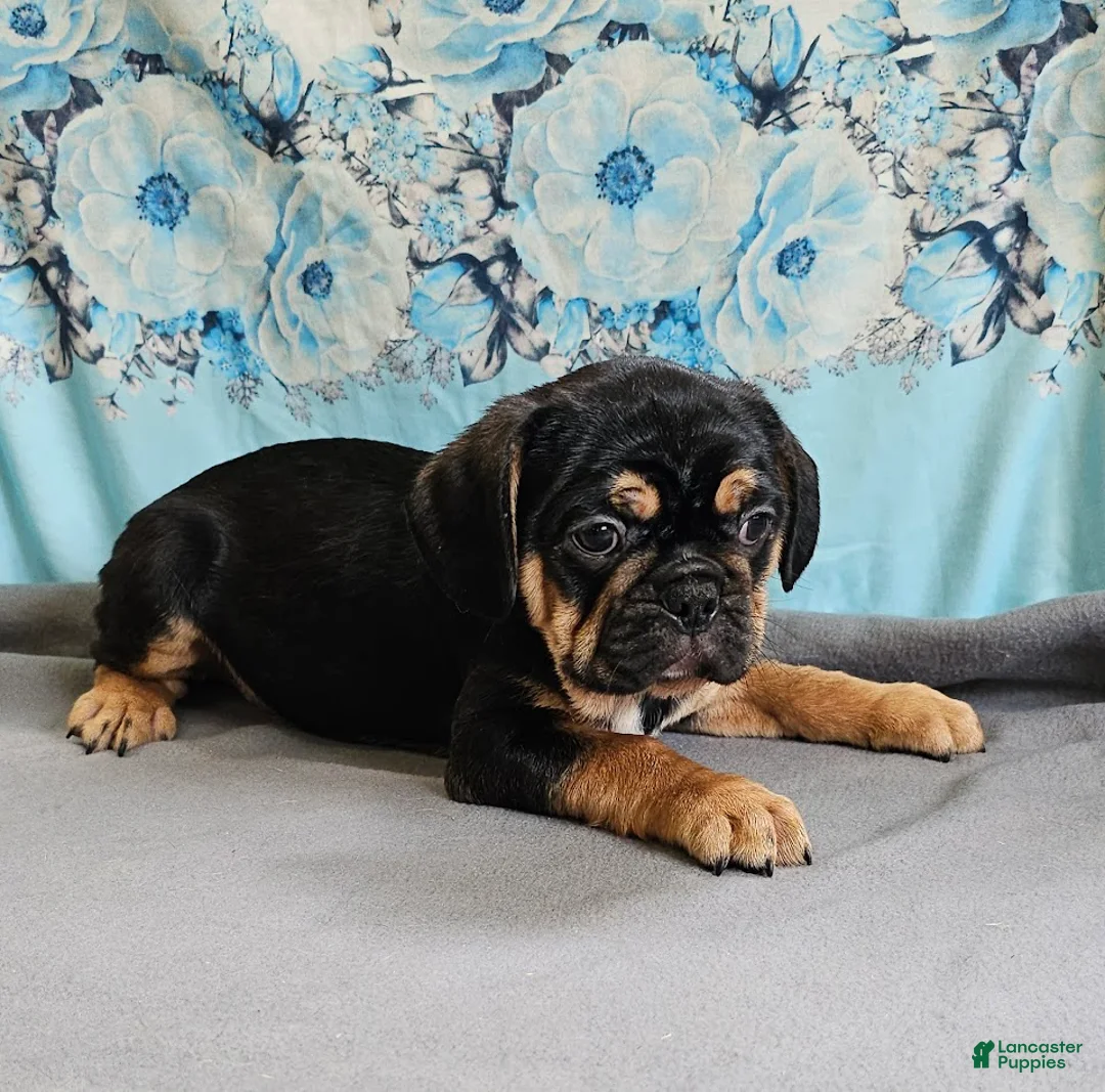 Mixed Breed dogs for sale: Modge - Ad 2