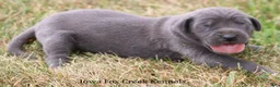 Great Dane dogs for sale: Sophie - Ad 8