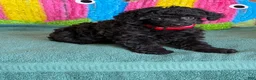 Toy Poodle dogs for sale: Lilly - Ad 2