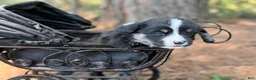 Mixed Breed dogs for sale: Black Full tail - Ad 3