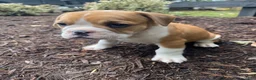 Mixed Breed dogs for sale: Hank - Ad 4