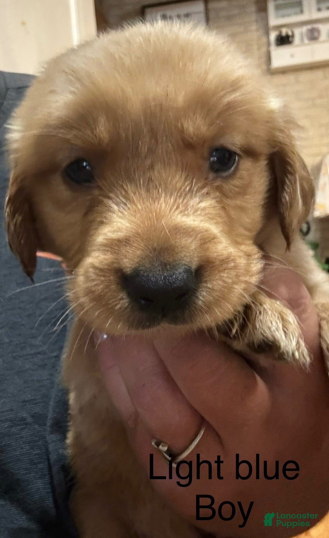 Golden Retriever dogs for sale: Dark blue Golden Retriever 1 - Ad 1