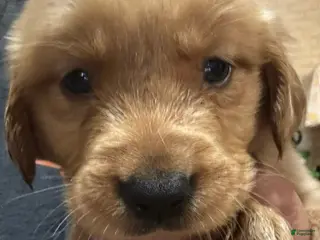 Golden Retriever dogs Dark blue Golden Retriever 1 - Ad 36