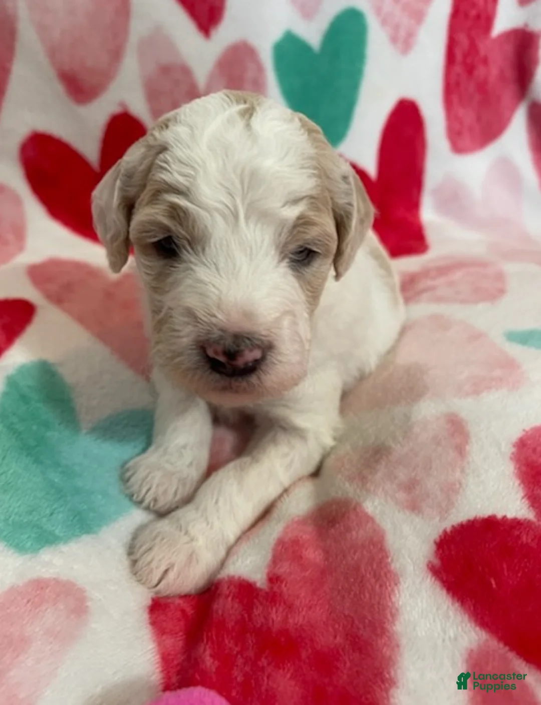 Mixed Breed dogs for sale: Peta - Ad 1