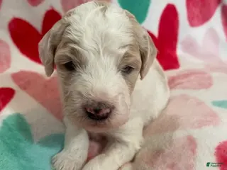 Mixed Breed dogs Peta - Ad 1