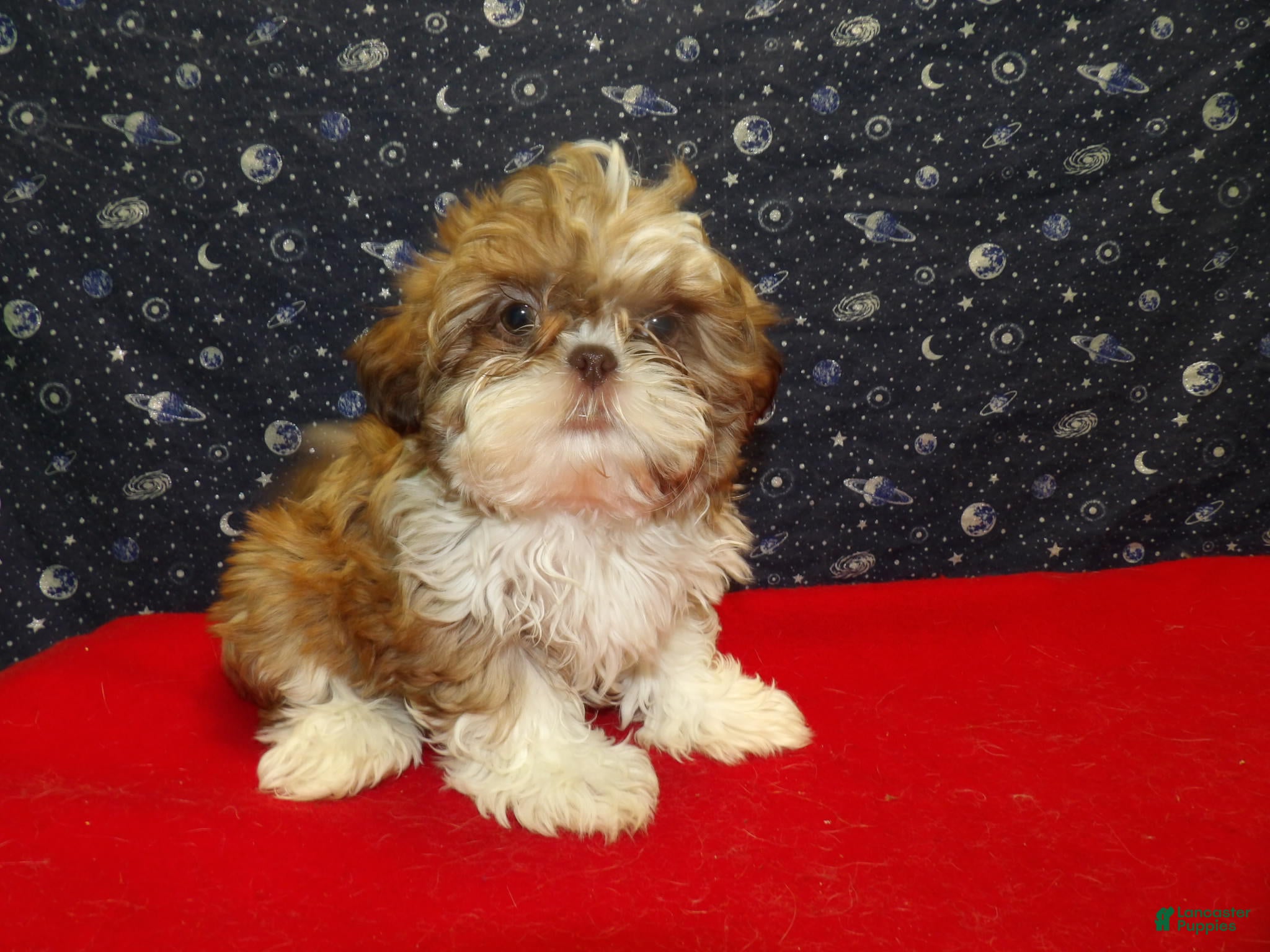 Shih Tzu dogs Mary - Ad 17