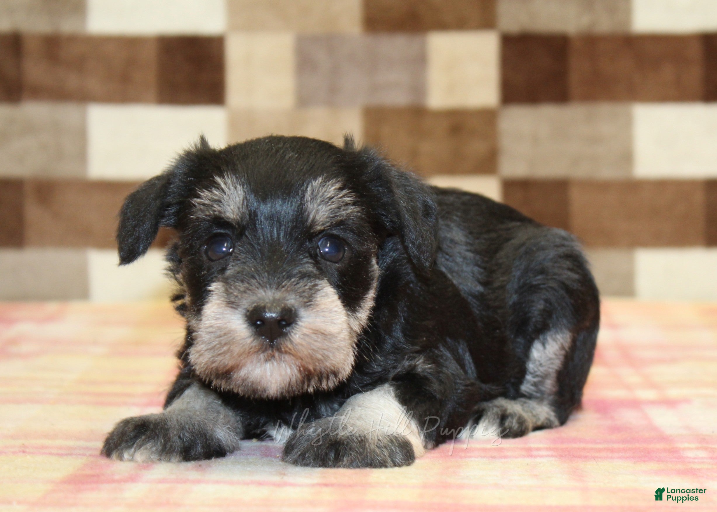 Miniature Schnauzer dogs for sale: Lily - Ad 2