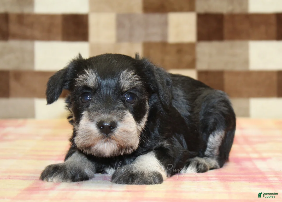 Miniature Schnauzer dogs for sale: Lily - Ad 2