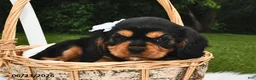 Beaglier dogs for sale: Candy - Ad 4