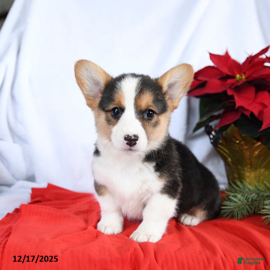 Welsh Corgi Pembroke dogs Ruby - Ad 10