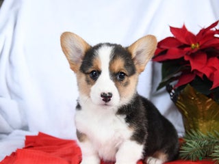 Welsh Corgi Pembroke dogs Ruby - Ad 3