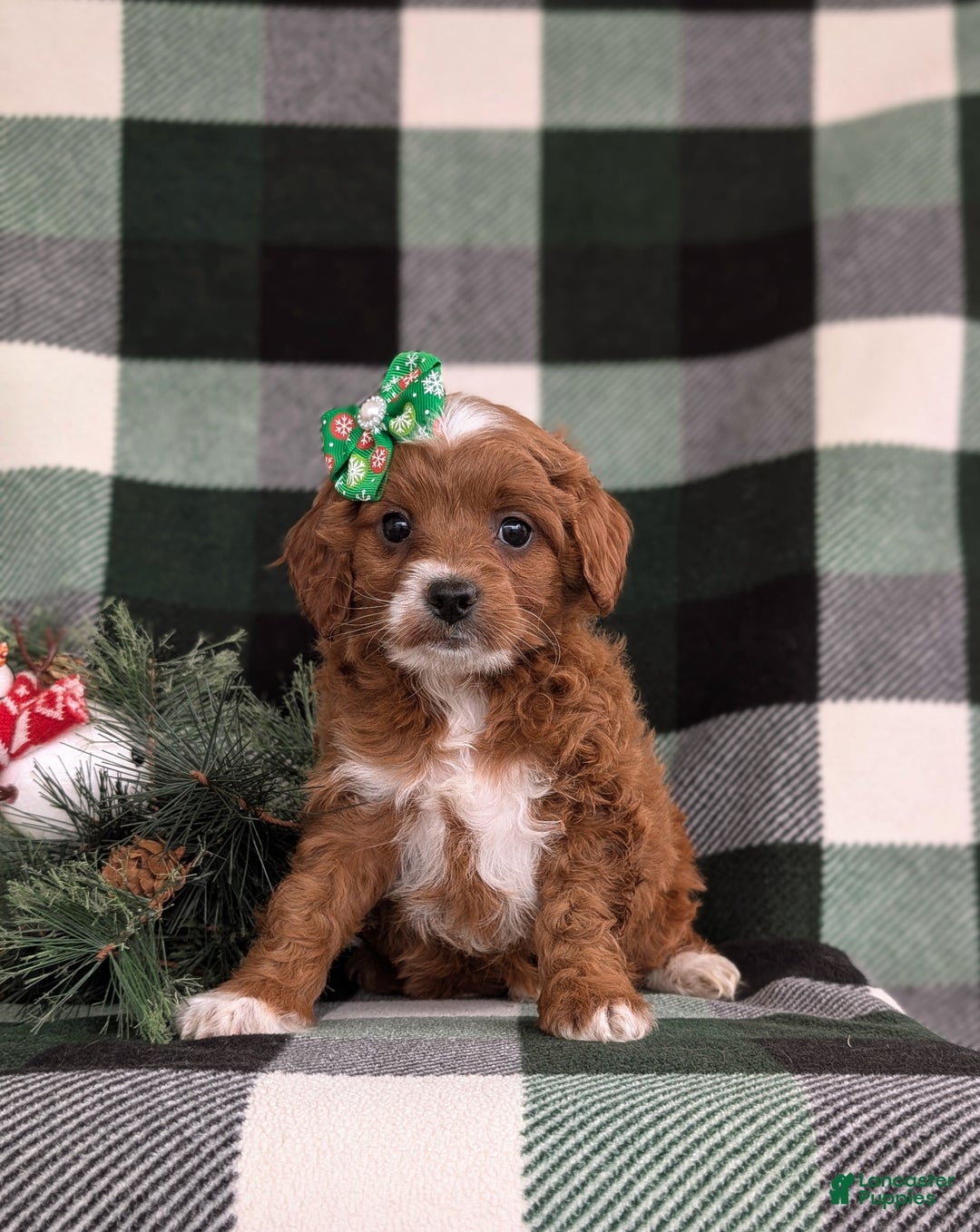 Cavapoo dogs for sale: Annaliese Hypoallergenic - Ad 2