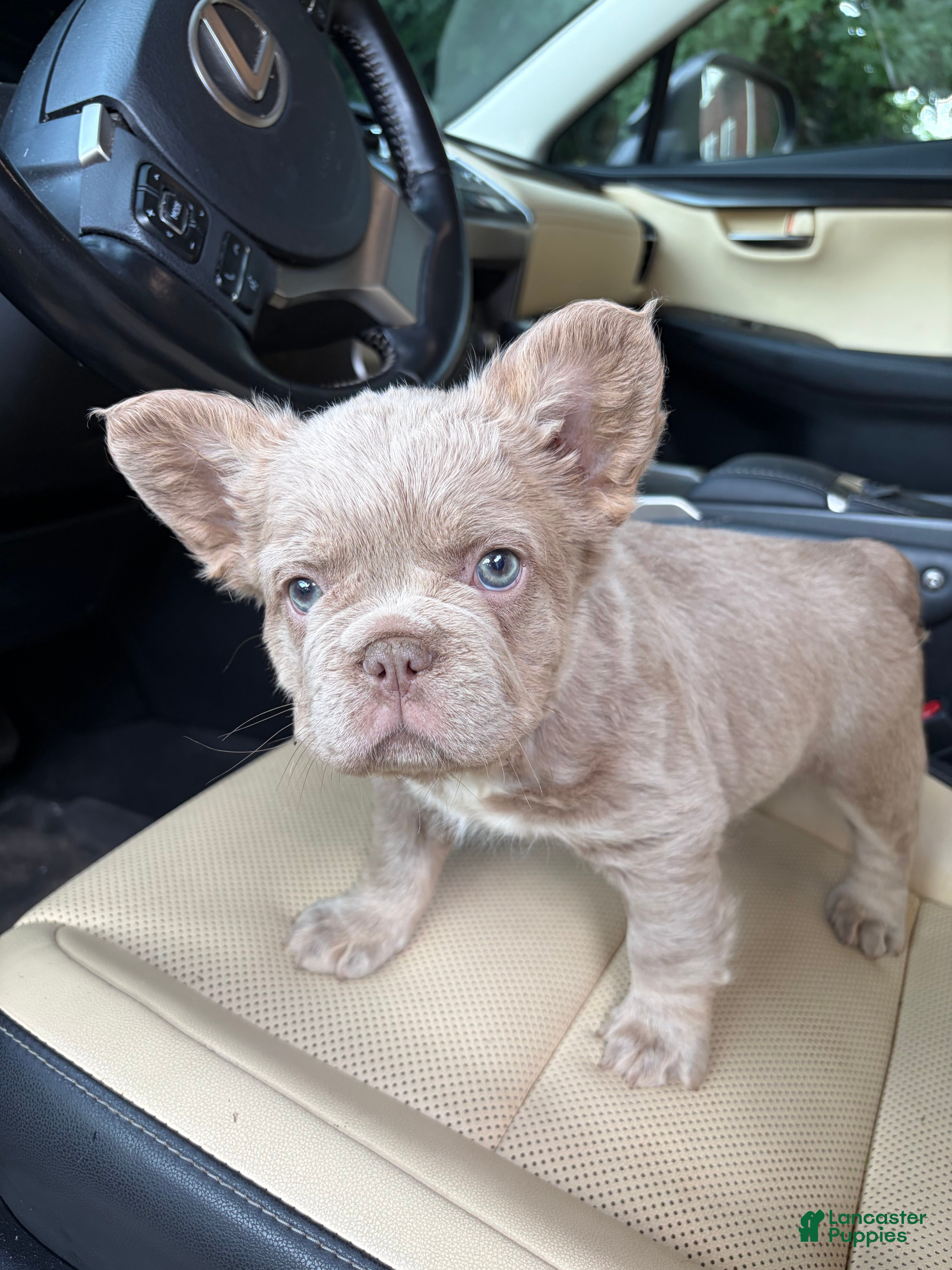 French Bulldog dogs French Bulldog 3 - Ad 1