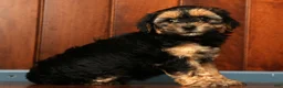 Yorkiepoo dogs for sale: Cola - Ad 6