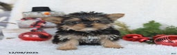 Yorkshire Terrier dogs for sale: Candy - Ad 4
