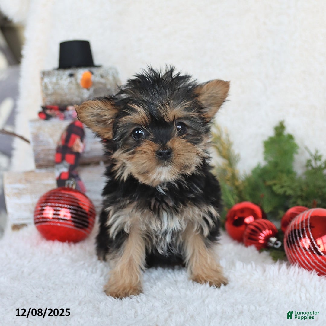 Yorkshire Terrier dogs for sale: Candy - Ad 4