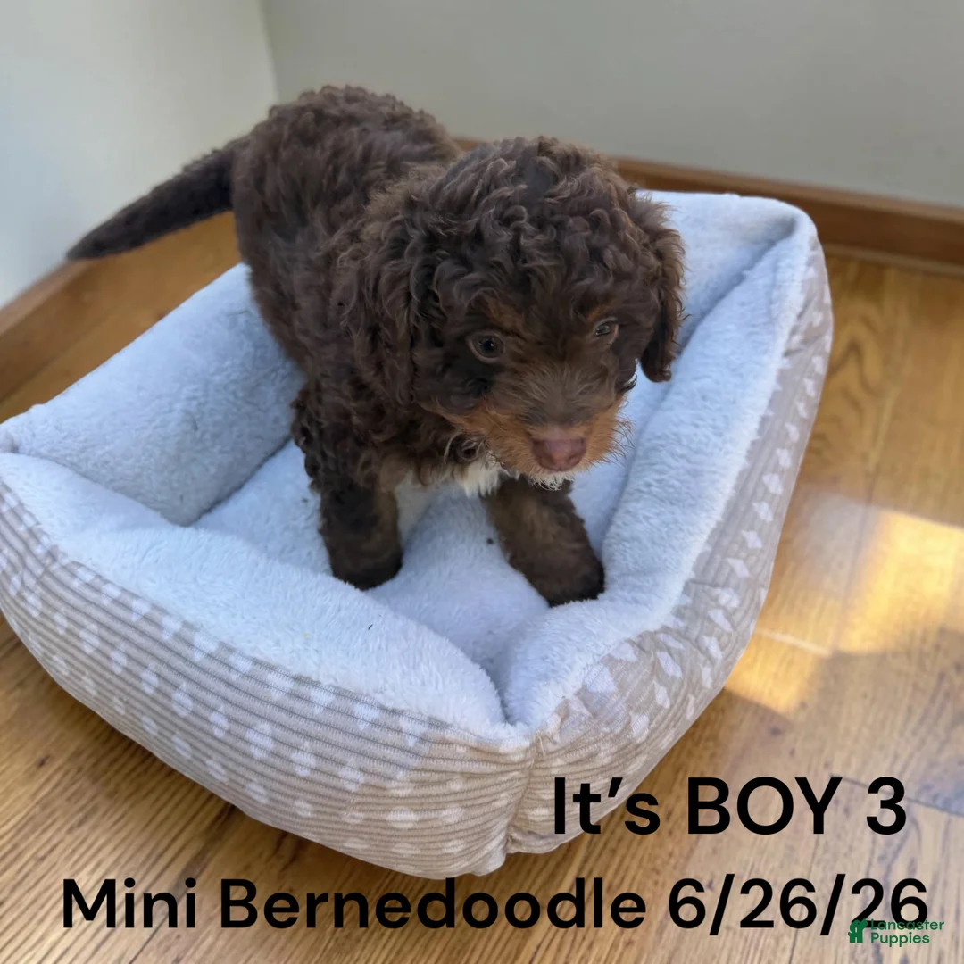 Mini Bernedoodle dogs for sale: Mini Bernedoodle 1 - Ad 1