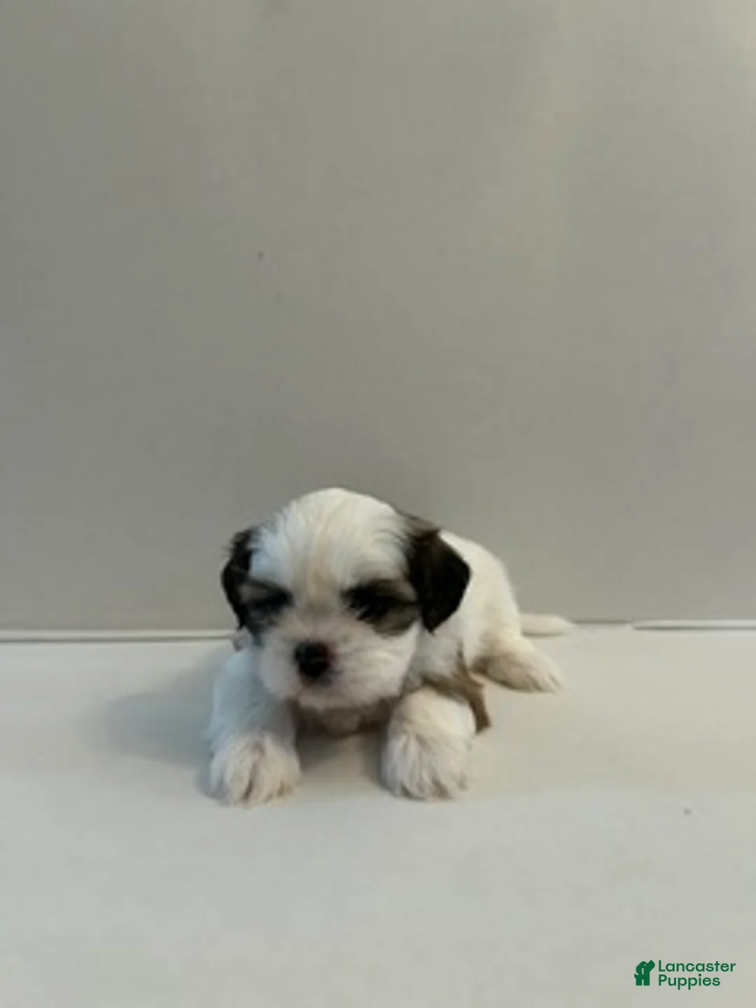 Shih Tzu dogs for sale: Shih Tzu 4 baby girl pink  - Ad 2